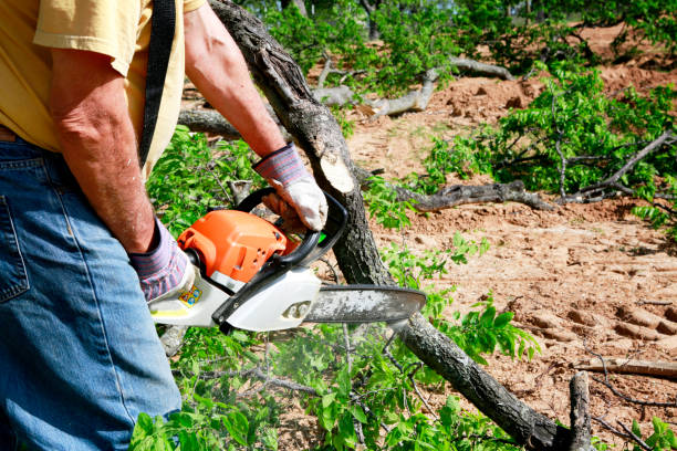 Residential Tree Removal in Oneida, TN